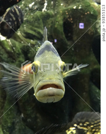 魚 魚類 サカナ 93855313