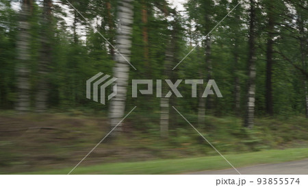 Side view driving plate through pine forest late summer 93855574