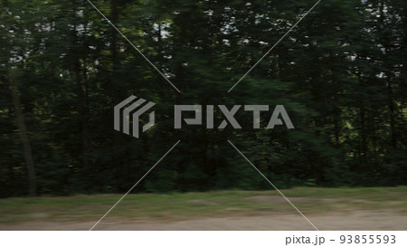 Side view driving plate through pine forest late summer Side view driving plate through pine forest late summer 93855593