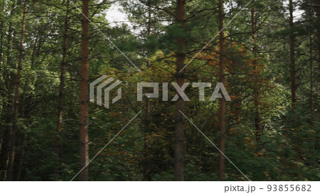 Side view driving plate through mixed forest late summer 93855682