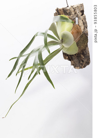 ビカクシダ ウィリンキー×ビーチー 93855803