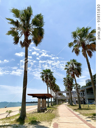 青空とヤシ並木の砂浜［宮崎海水浴場/愛知県西尾市吉良ワイキキビーチ］ 93855830