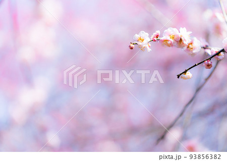 梅の花のクローズアップ 93856382