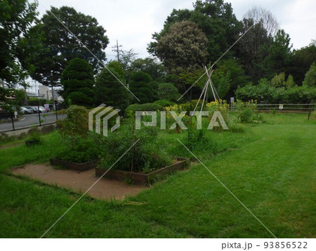 川崎市緑化センター　南武線宿河原駅  樹木園　芝生広場　盆栽展示場　温室  熱帯植物  令和4年8月 93856522