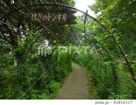 川崎市緑化センター 南武線宿河原駅 樹木園 芝生広場 盆栽展示場 温室 熱帯植物 令和4年8月 川崎市緑化センター 南武線宿河原駅 樹木園 芝生広場 盆栽展示場 温室 熱帯植物 令和4年8月 93856527