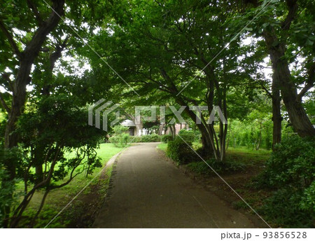 川崎市緑化センター 南武線宿河原駅 樹木園 芝生広場 盆栽展示場 温室 熱帯植物 令和4年8月 川崎市緑化センター 南武線宿河原駅 樹木園 芝生広場 盆栽展示場 温室 熱帯植物 令和4年8月 93856528