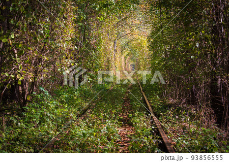 Famous landscape called Tunnel of Love, Ukraine. Railway with natural tunnel in autumn. Magical autumn landscape. Railroad in autumn woods. Bright tree foliage with arch form. Rail transportation. Famous landscape called Tunnel of Love, Ukraine. Railway with natural tunnel in autumn. Magical autumn landscape. Railroad in autumn woods. Bright tree foliage with arch form. Rail transportation. 93856555
