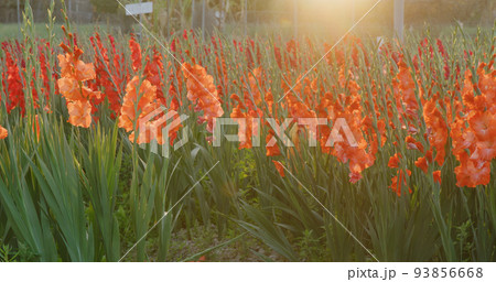 Colorful gladiolus flower farm with sunlight 93856668