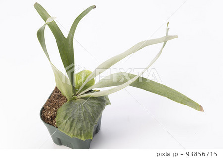 ビカクシダ ダウボーイの鉢植え 93856715