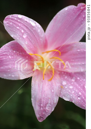 雨滴をまとったサフランモドキ 93856841