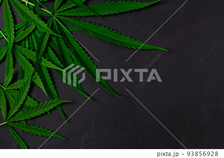Cannabis leaves on black stone background with copy space, Cannabis leaves on black stone background with copy space, 93856928
