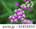 紫色のセイヨウノコギリソウ 93856950