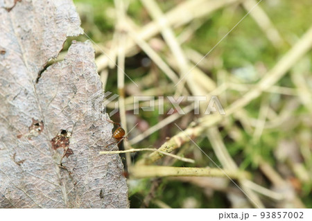 Ant in the summer forest 93857002