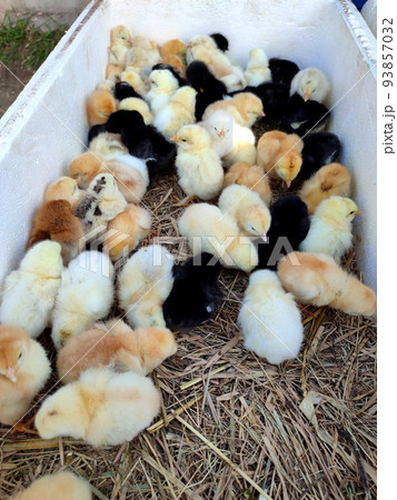 Many little yellow, black, gray young chickens on farm close-up. Many hen chickens top view. Livestock, agribusiness, domestic pet, aviculture breeding, industrial production. Agricultural background Many little yellow, black, gray young chickens on farm close-up. Many hen chickens top view. Livestock, agribusiness, domestic pet, aviculture breeding, industrial production. Agricultural background 93857032