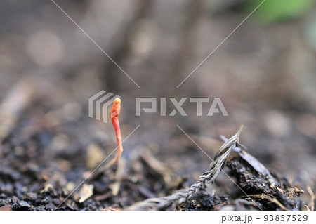 冬虫夏草 冬虫夏草 93857529