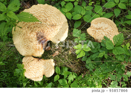 Polyporus squamosus in the summer forest big mushroom green Polyporus squamosus in the summer forest big mushroom green 93857866