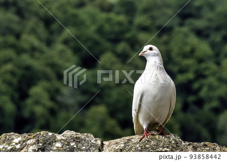Wild white pigeon on the wall 93858442