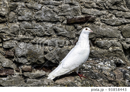 Wild white pigeon on the wall Wild white pigeon on the wall 93858443