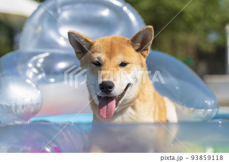 shiba inu puppy dog, playing 93859118