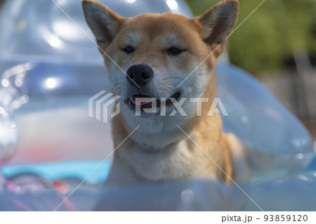 shiba inu puppy dog, playing 93859120