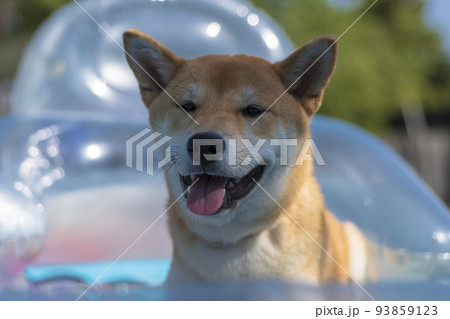 shiba inu puppy dog, playing 93859123