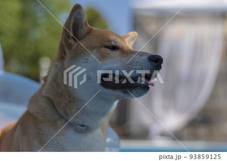 shiba inu puppy dog, playing 93859125