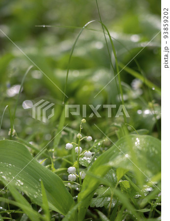blooming lilies of the valley in nature blooming lilies of the valley in nature 93859202
