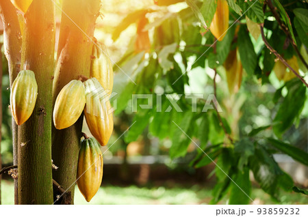Group of yellow cocoa pods Group of yellow cocoa pods 93859232