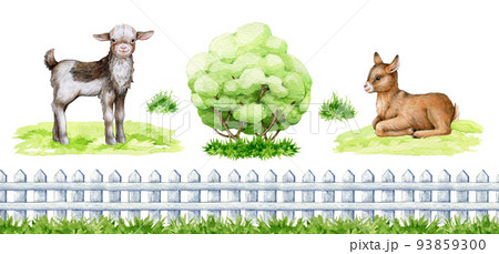 Small goat with farm elements watercolor illustration set. Hand drawn small standing and laying goatling, fence, grass, bush elements. Cute newborn goat farm animal. White background 93859300