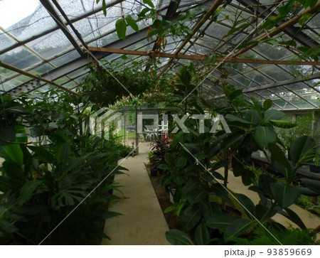 川崎市緑化センター　南武線宿河原駅  樹木園　芝生広場　盆栽展示場　温室  熱帯植物  令和4年8月 93859669