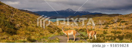 Guanaco 93859828