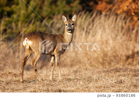 Roe deer doe looking back over shoulder on a meadow in autumn Roe deer doe looking back over shoulder on a meadow in autumn 93860186