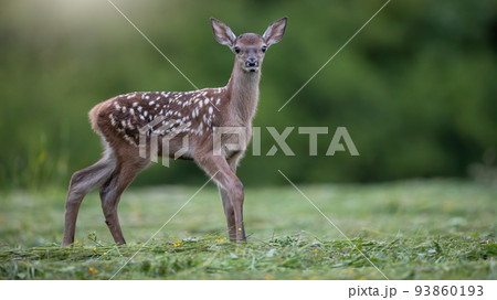 Red deer fawn walking on a freshly cut meadow in summer nature Red deer fawn walking on a freshly cut meadow in summer nature 93860193