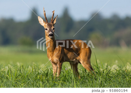 Roe deer buck with broken antler on a floodplain meadow with flowers Roe deer buck with broken antler on a floodplain meadow with flowers 93860194