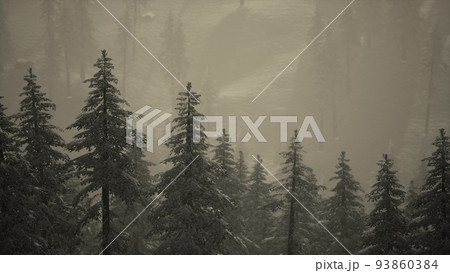 Carpatian mountains fog and mist at the pine forest Carpatian mountains fog and mist at the pine forest 93860384