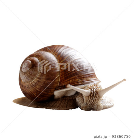 garden snail with horned head isolated on white background garden snail with horned head isolated on white background 93860750