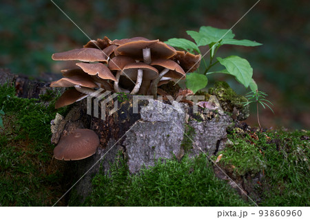 Psathyrella piluliformis Psathyrella piluliformis 93860960