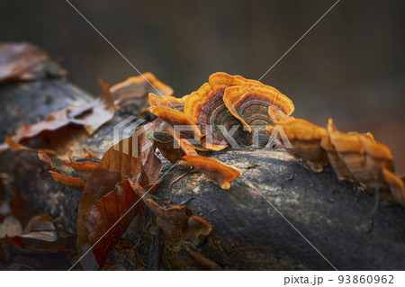 Stereum subtomentosum Stereum subtomentosum 93860962