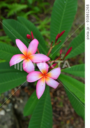 庭先で開花したプルメリアの花 93861268