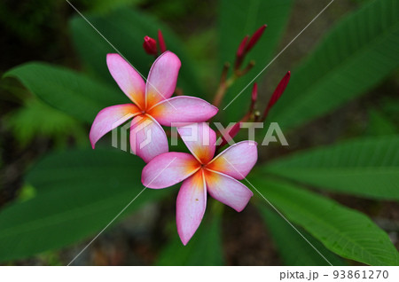 庭先で開花したプルメリアの花 庭先で開花したプルメリアの花 93861270