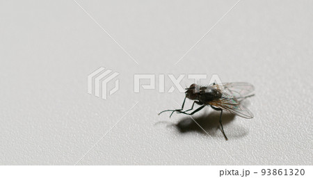 Fly closeup. Bug life. Pest insect. Housefly rubbing limbs together cleaning legs on neutral white grain texture copy space background. Fly closeup. Bug life. Pest insect. Housefly rubbing limbs together cleaning legs on neutral white grain texture copy space background. 93861320
