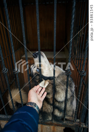 Husky dog sitting in a cage is happy to be petted by a man. Husky dog sitting in a cage is happy to be petted by a man. 93861545