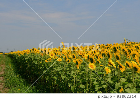 宮城県　山元町　ひまわり祭　200万株のヒマワリ 93862214