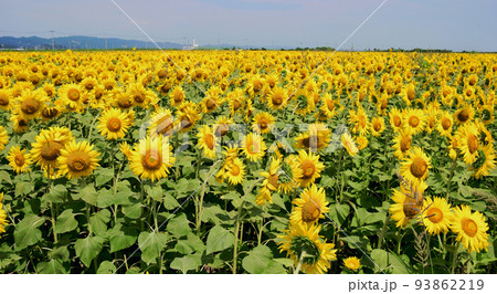 宮城県　山元町　ひまわり祭　200万株のヒマワリ 93862219