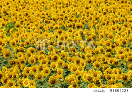 宮城県 山元町 ひまわり祭 200万株のヒマワリ 宮城県 山元町 ひまわり祭 200万株のヒマワリ 93862223