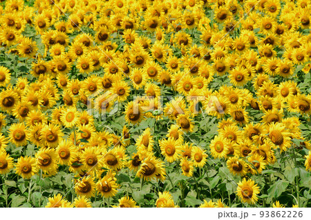 宮城県　山元町　ひまわり祭　200万株のヒマワリ 93862226