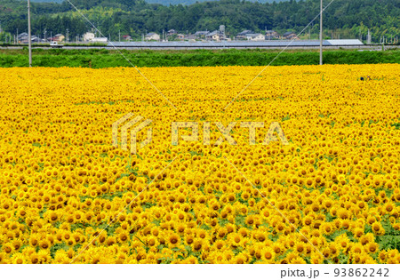 宮城県　山元町　ひまわり祭　200万株のヒマワリ 93862242