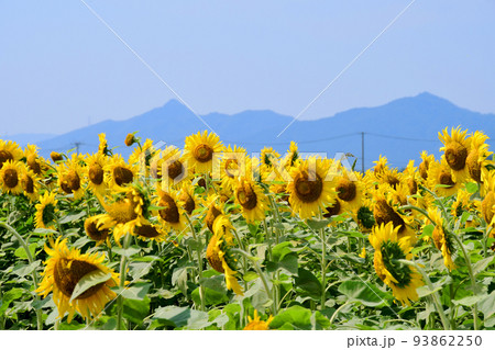 宮城県 山元町 ひまわり祭 200万株のヒマワリ 宮城県 山元町 ひまわり祭 200万株のヒマワリ 93862250