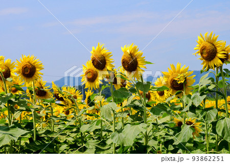 宮城県 山元町 ひまわり祭 200万株のヒマワリ 宮城県 山元町 ひまわり祭 200万株のヒマワリ 93862251