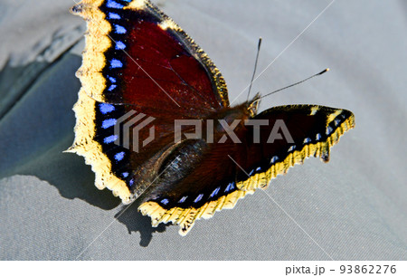 蔵王連峰　山形蔵王　蔵王中央高原　タテハチョウ科タテハチョウ属 キベリタテハ 93862276